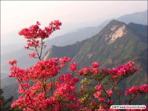 白马尖风景