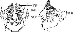 鼻窦结构