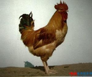 狼山鸡图册