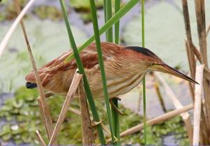 苇鳽属鸟类