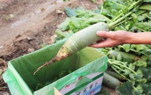 沙窝萝卜