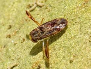 划蝽(water boatman)是半翅目,划蝽科一类昆虫的总称.