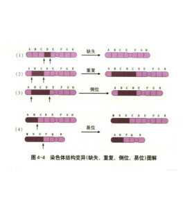 染色体倒位 - 搜狗百科
