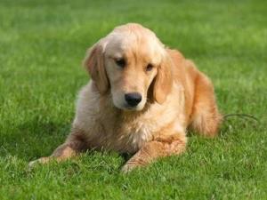 金毛寻回猎犬