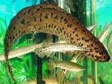 非洲肺鱼属