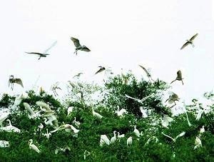 九江璜矶“鹭鸟天堂”