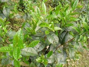 文山包种茶