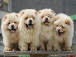 松狮犬