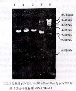 大肠杆菌DH5α图册