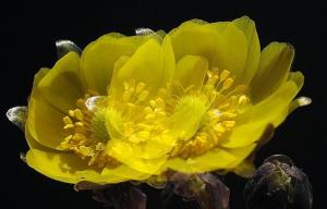 冰凌花