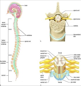 脊髓横断面解剖图手画图片