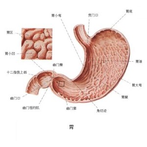 胃十二指肠溃疡