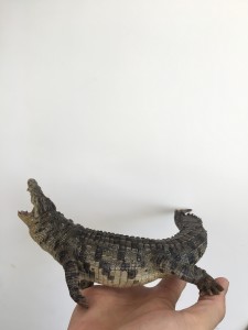 尼罗鳄