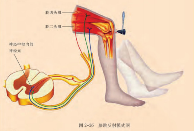 膝跳反射 反射类型 搜狗百科