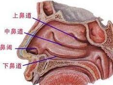 鼻甲肥大原因图片
