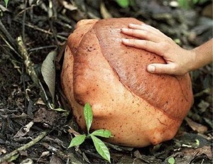吃人植物