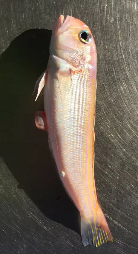 马头鱼