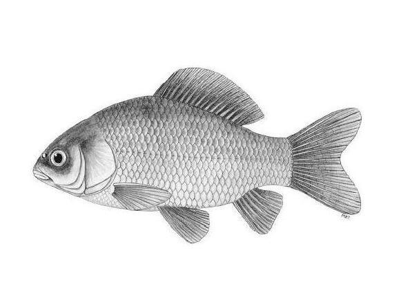 九鳞波鱼 搜狗百科