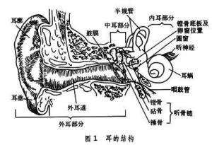 人耳可分为外耳、中耳和内耳