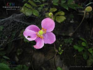 野棉花根图册
