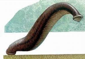 的环形体节,体壁有3胚层构成,具有真体腔身体结构蚯蚓,蚂蟥,水蛭,鱼蛭