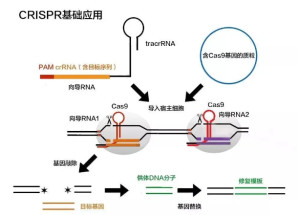CRISPR