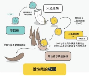 雄激素