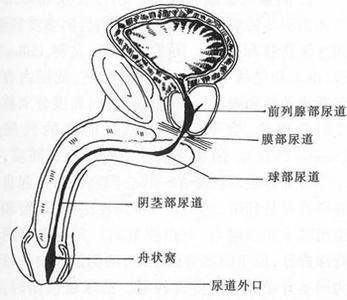 尿道口 搜狗百科