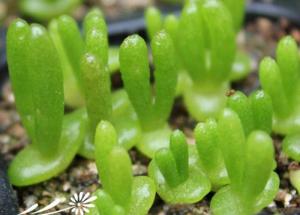 发芽2-3周的碧光环