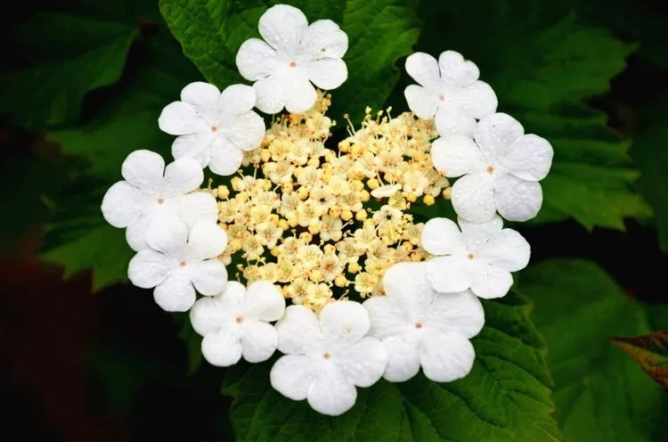 琼花
