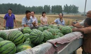 蠡县农业