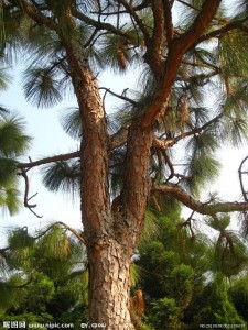 松树树干