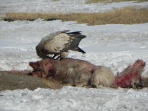 腐肉