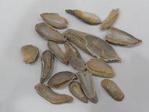 郁金