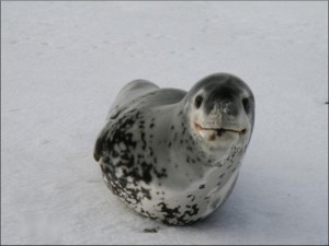 豹海豹
