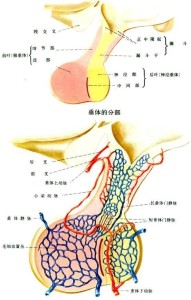 垂体图解