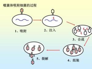 噬菌体生活史图片