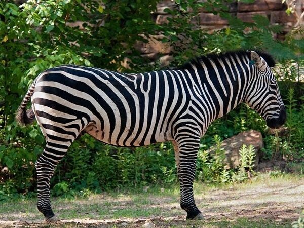 斑马(马科马属动物)