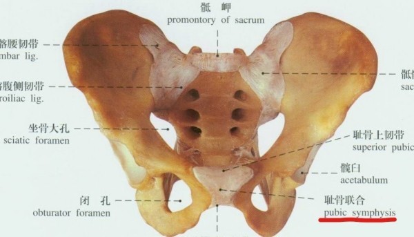耻骨 髋骨的前下部 搜狗百科 耻骨 髋骨的前下部 搜狗百科