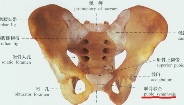 耻骨 髋骨的前下部 搜狗百科