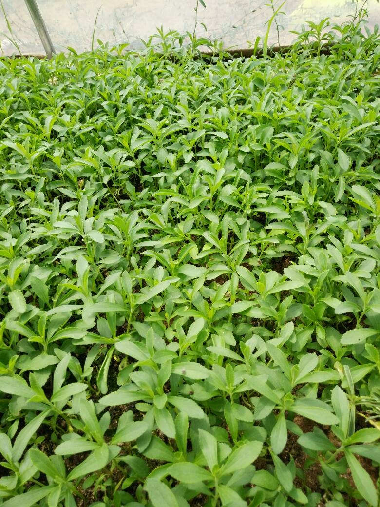 甜叶菊