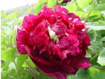 青龙卧墨池 搜狗百科