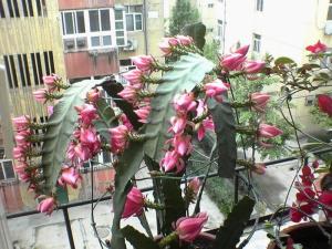 重瓣粉令箭花
