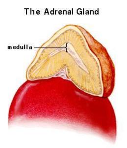 双侧先天性肾上腺皮质增生