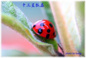 十三星瓢虫