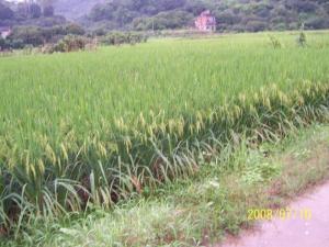 龙安桥镇