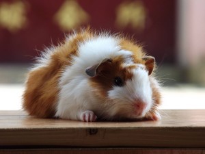 豚鼠