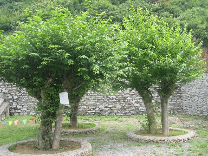 青檀 荨麻目榆科植物 搜狗百科