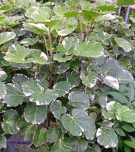 什么叫做双子叶植物 300