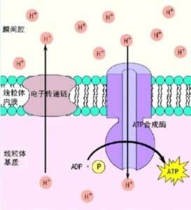 化学渗透学说